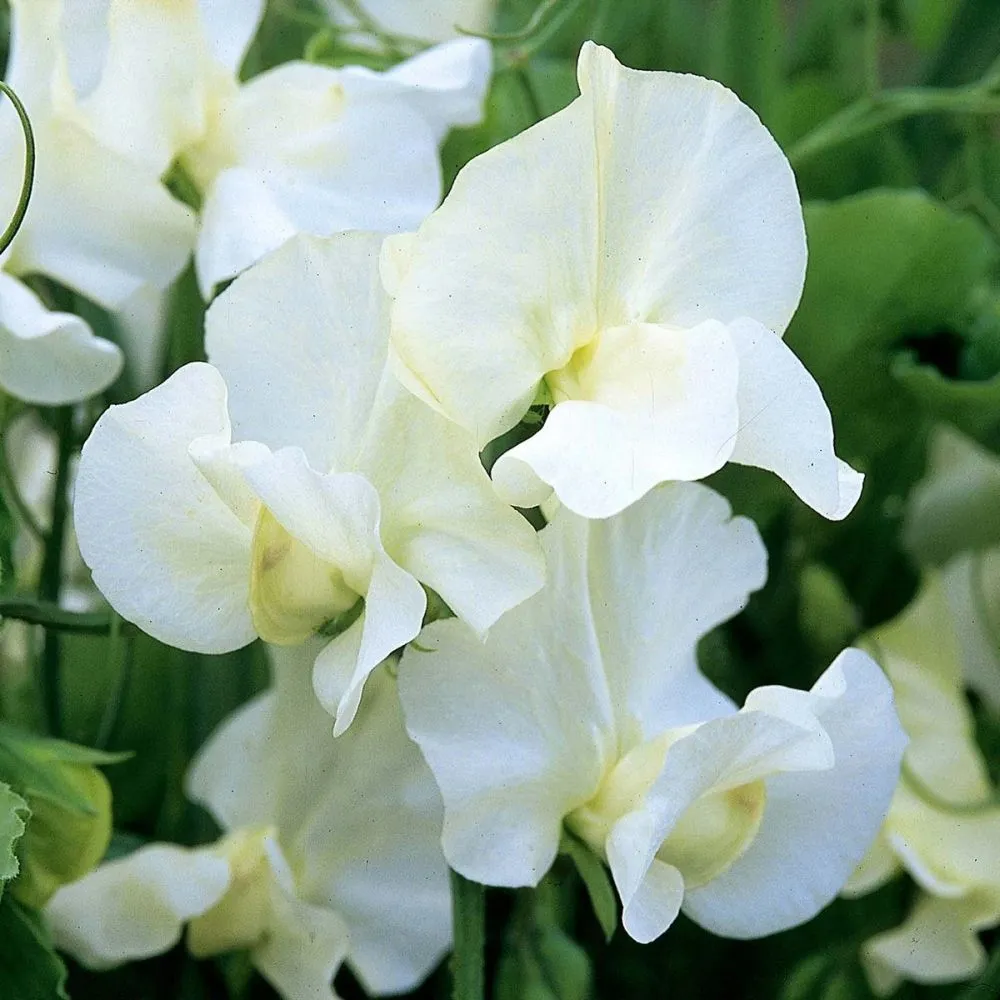 Unwins Sweet Pea Cream Eggs Seeds